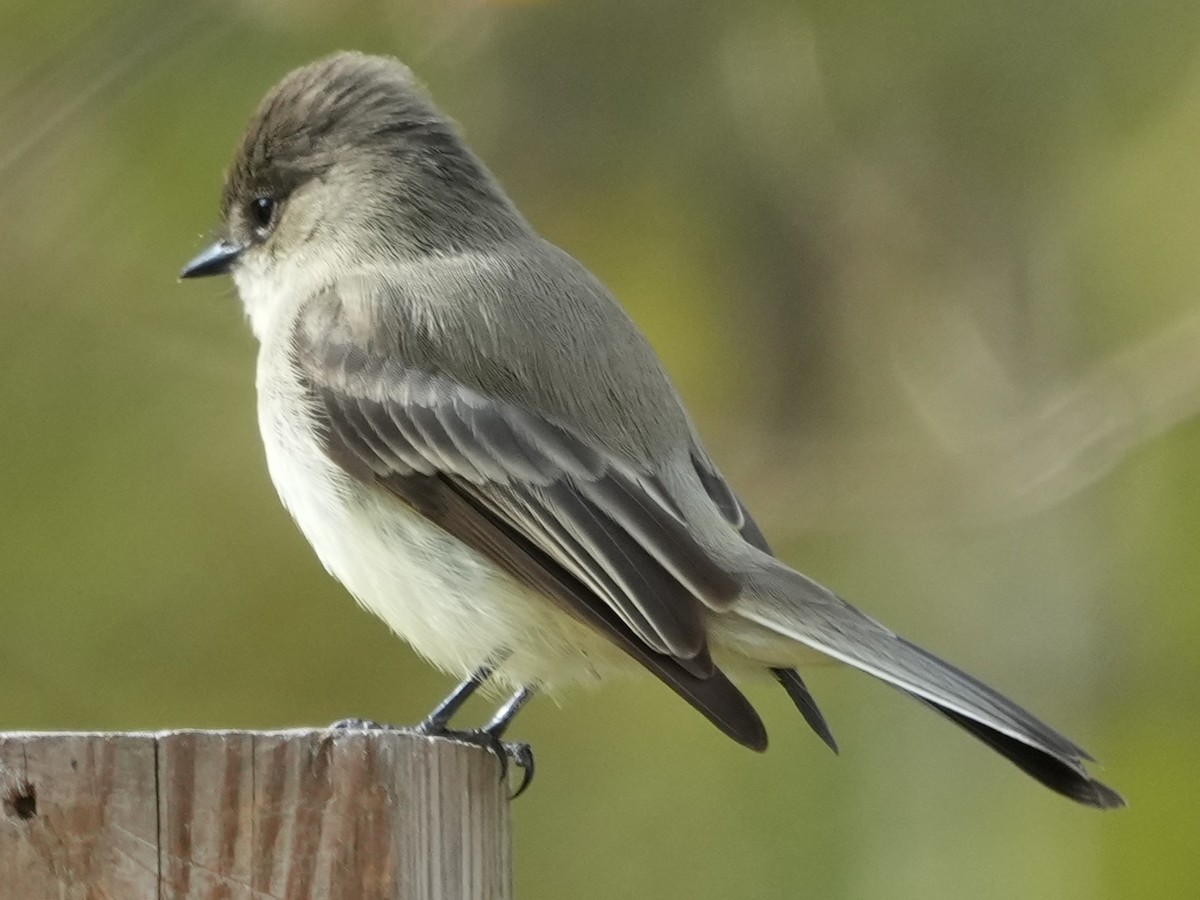 tyranovec domácí - ML647159390