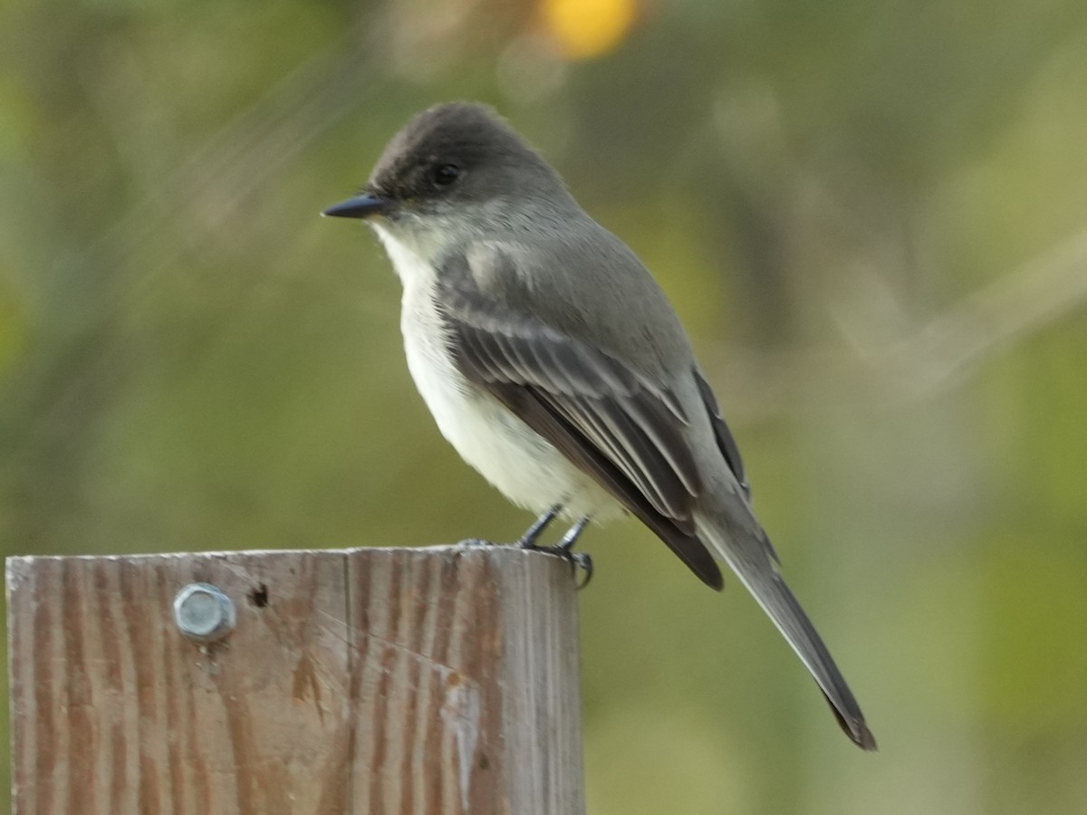 tyranovec domácí - ML647159391