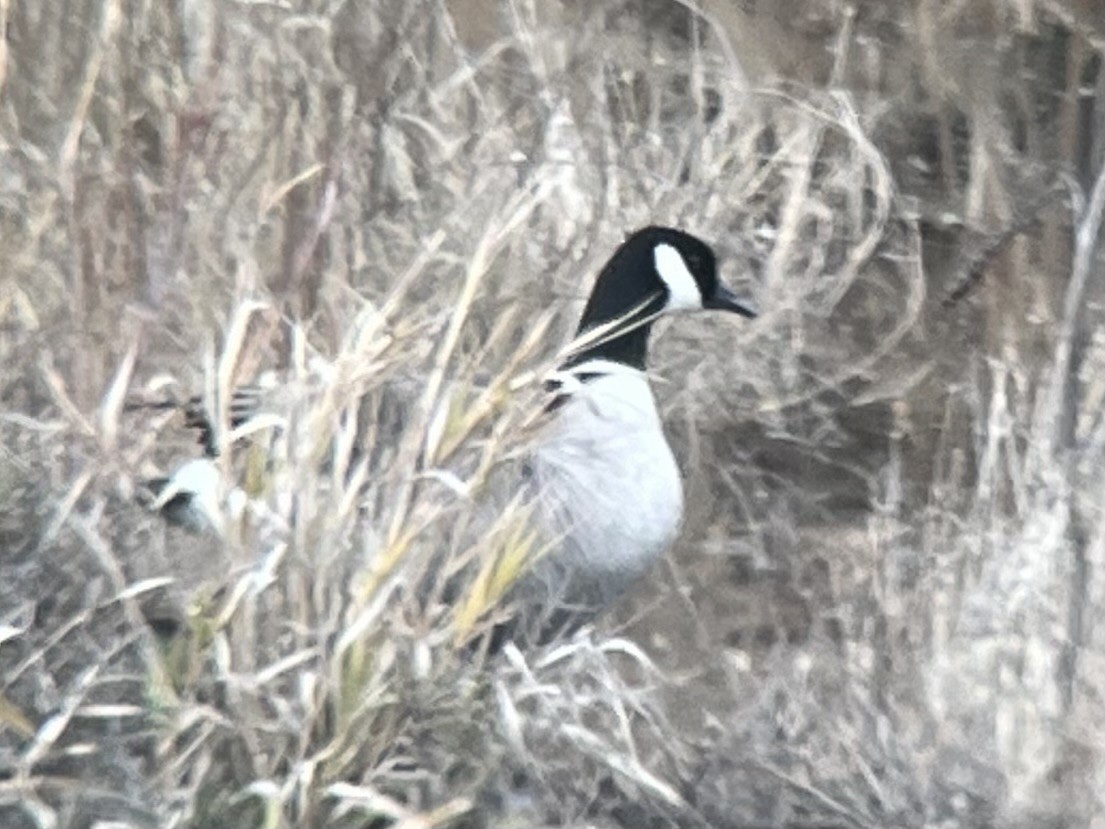 Bernache de Hutchins - ML647159426