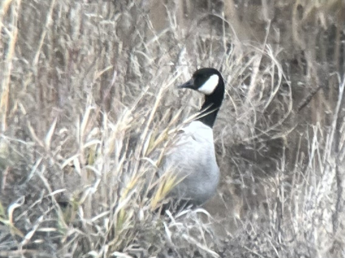 Bernache de Hutchins - ML647159427