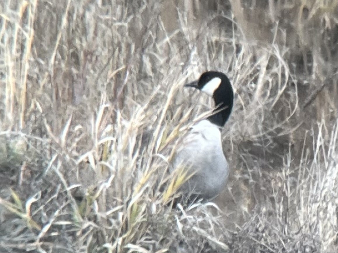 Bernache de Hutchins - ML647159428