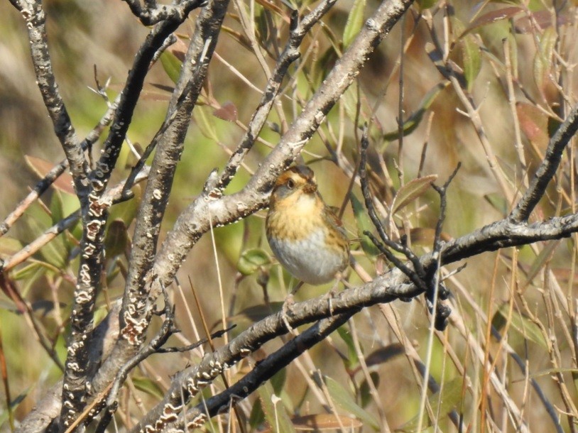 Chingolo de Nelson - ML647159434