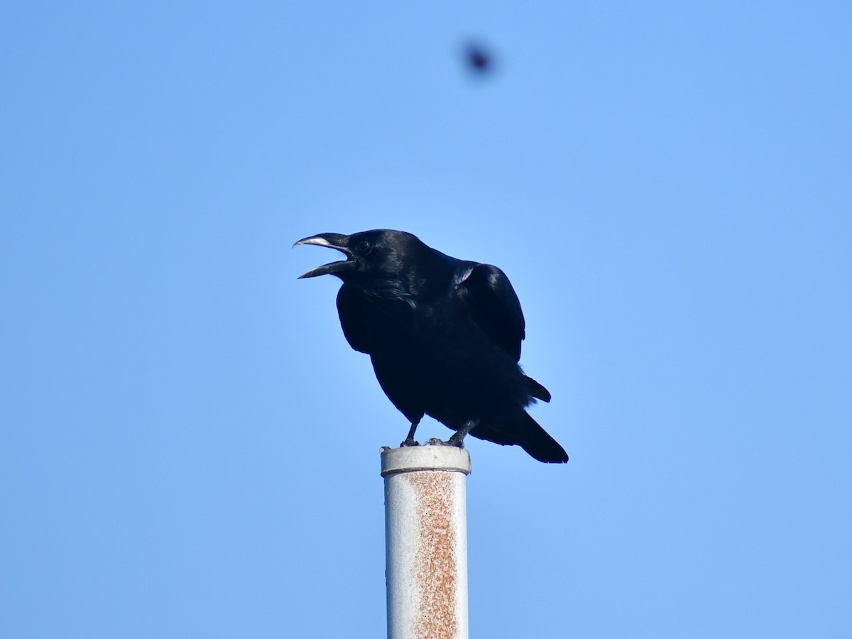 Chihuahuan Raven - ML647159437