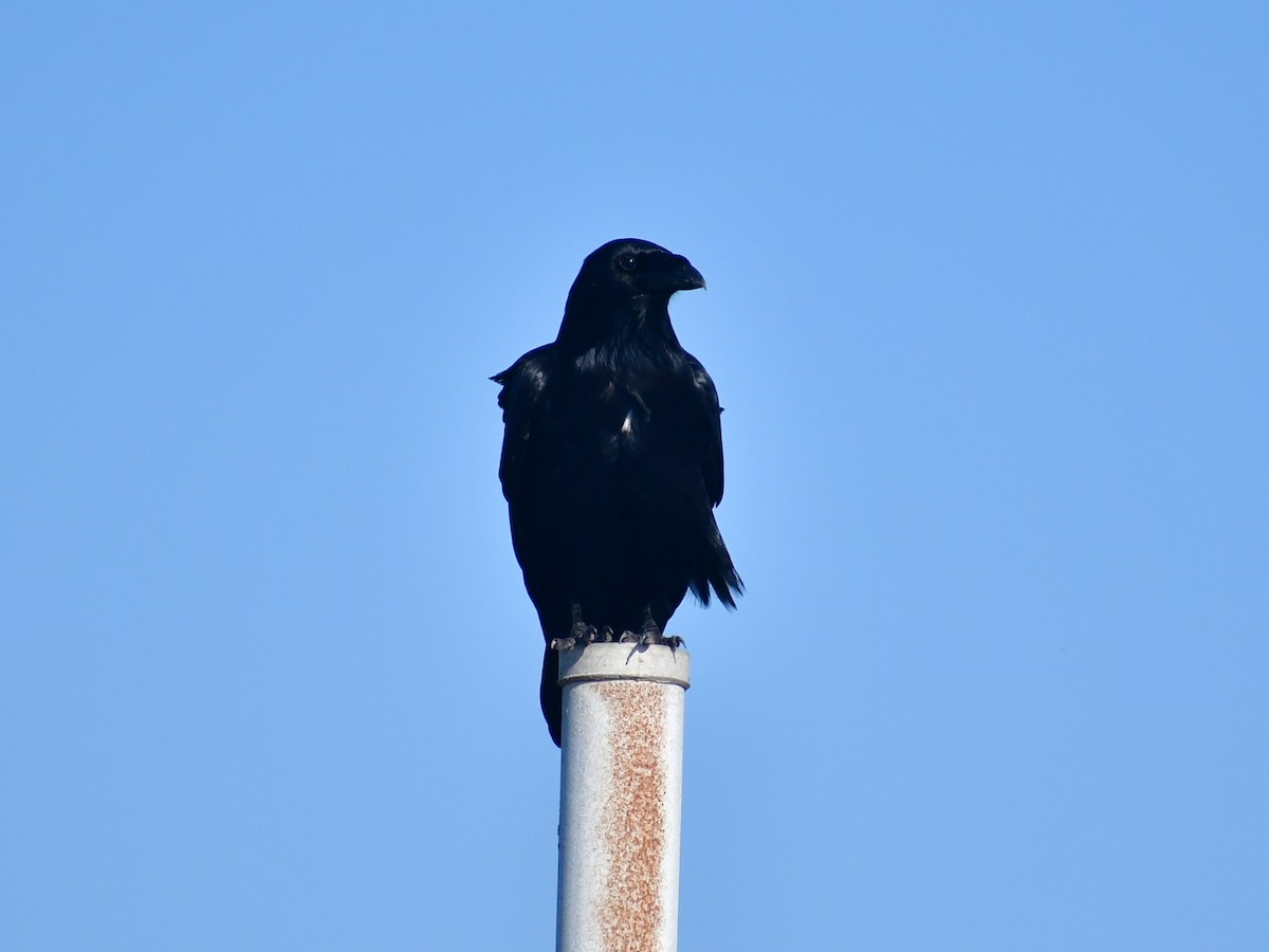 Chihuahuan Raven - ML647159438