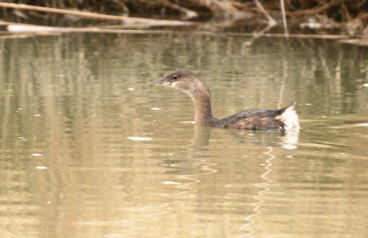 Grèbe à bec bigarré - ML647159455