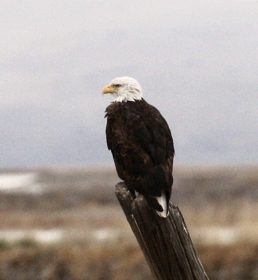Pygargue à tête blanche - ML647159466