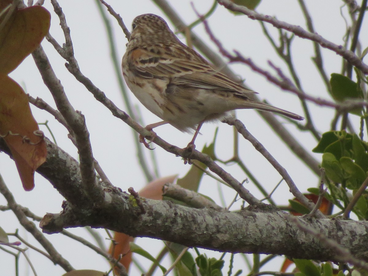 Vesper Sparrow - ML647159468