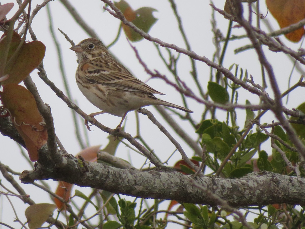 Vesper Sparrow - ML647159469