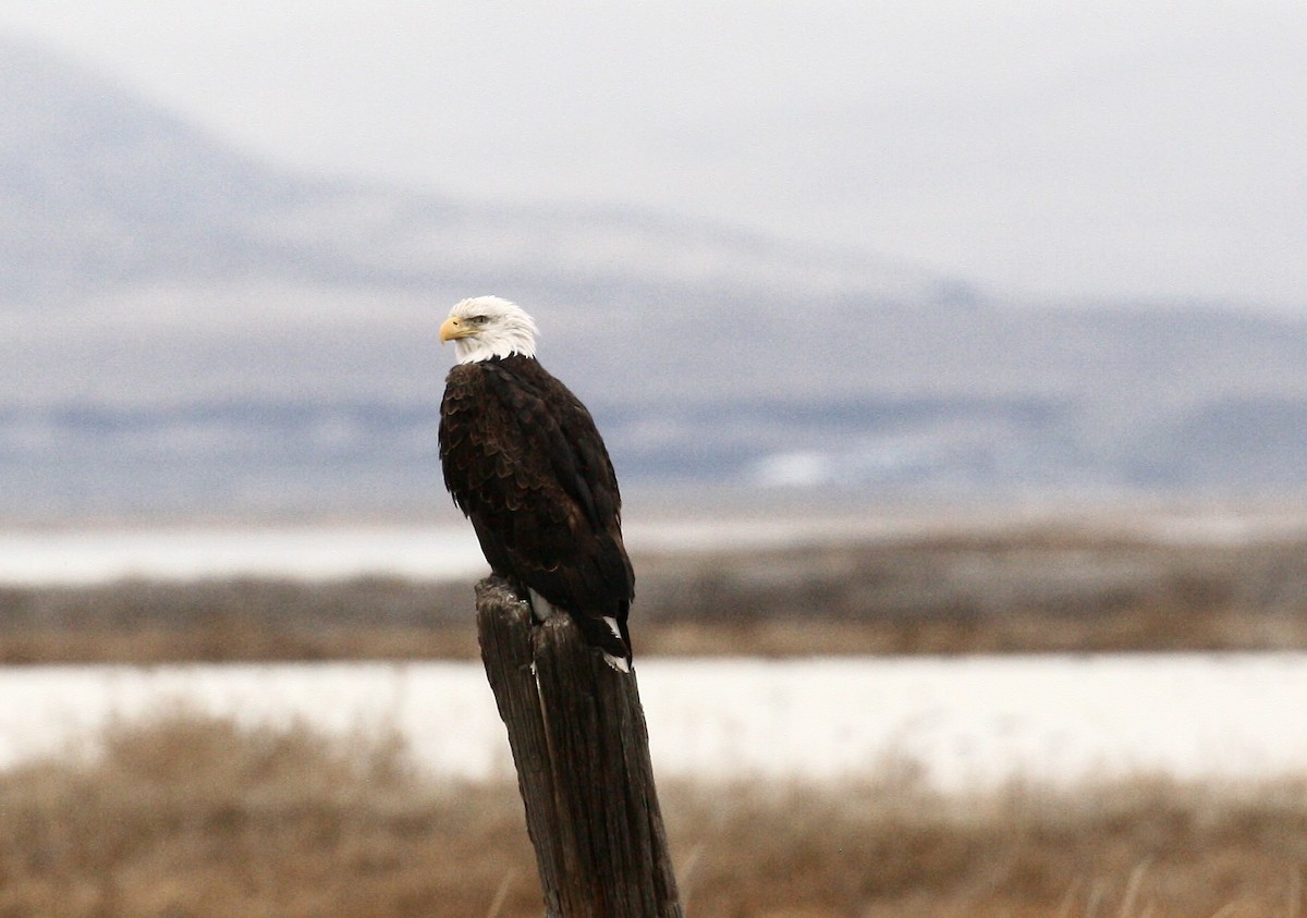 Pygargue à tête blanche - ML647159472
