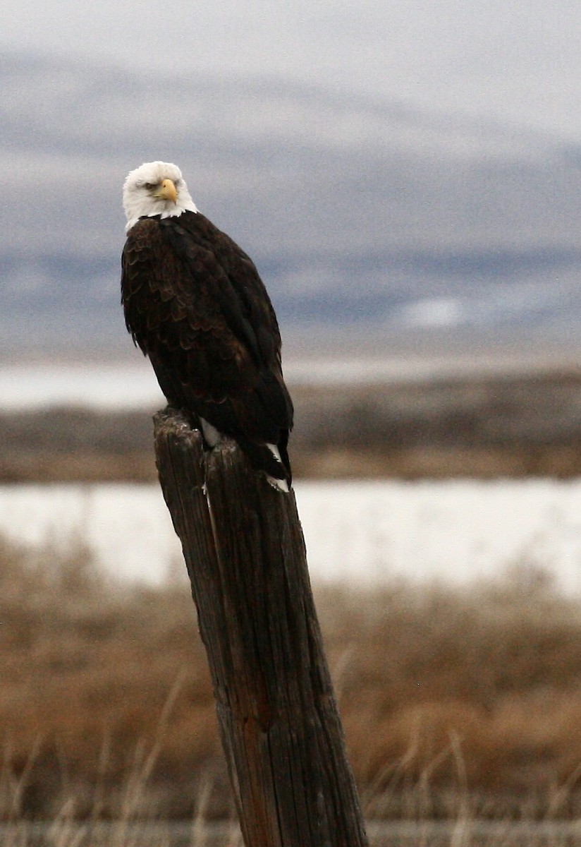 Pygargue à tête blanche - ML647159476