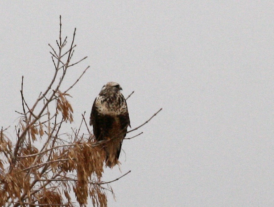 Buse pattue - ML647159477