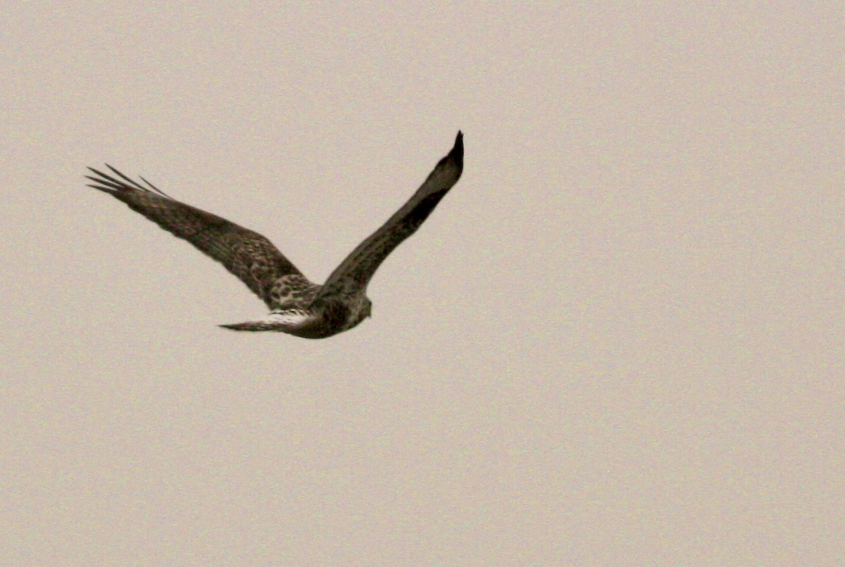 Buse pattue - ML647159483