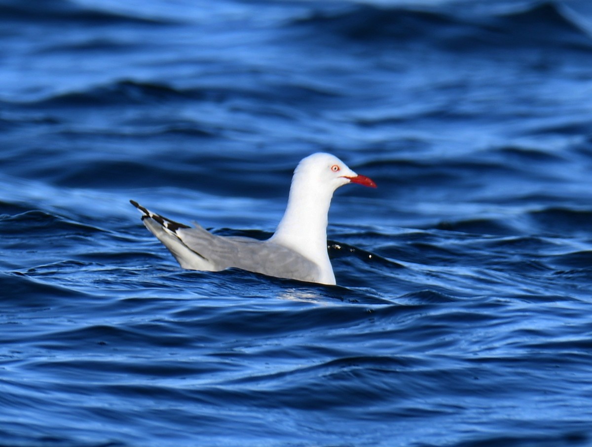 Silver Gull - ML647159488