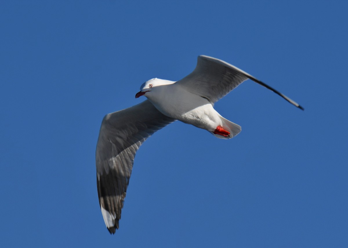 Silver Gull - ML647159489