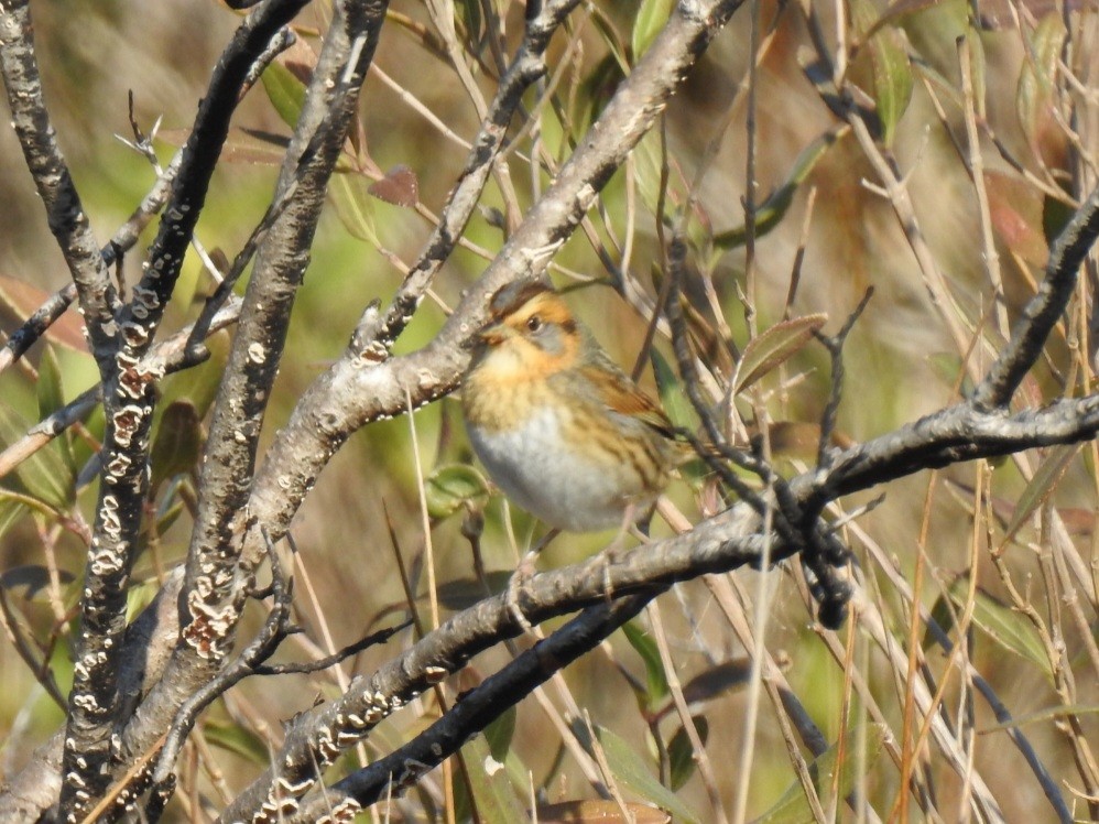 Chingolo de Nelson - ML647159490