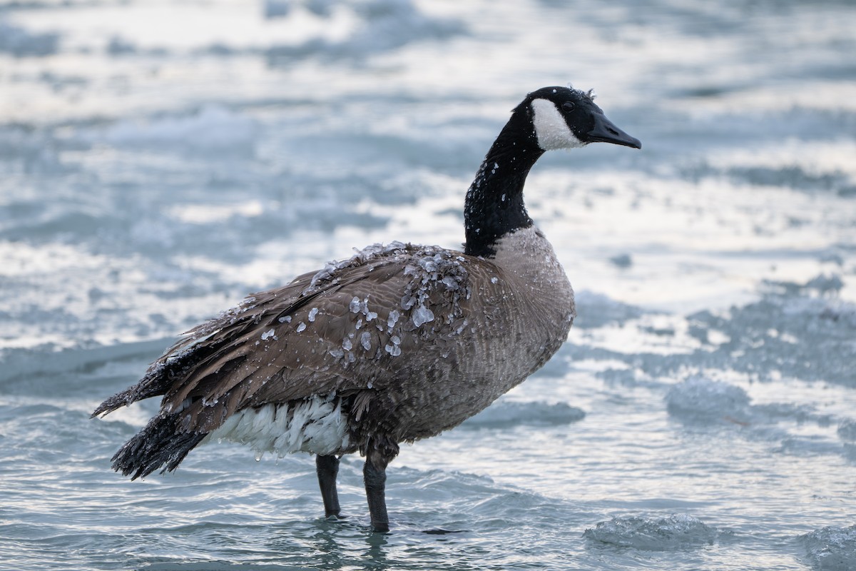 Bernache du Canada - ML647159492