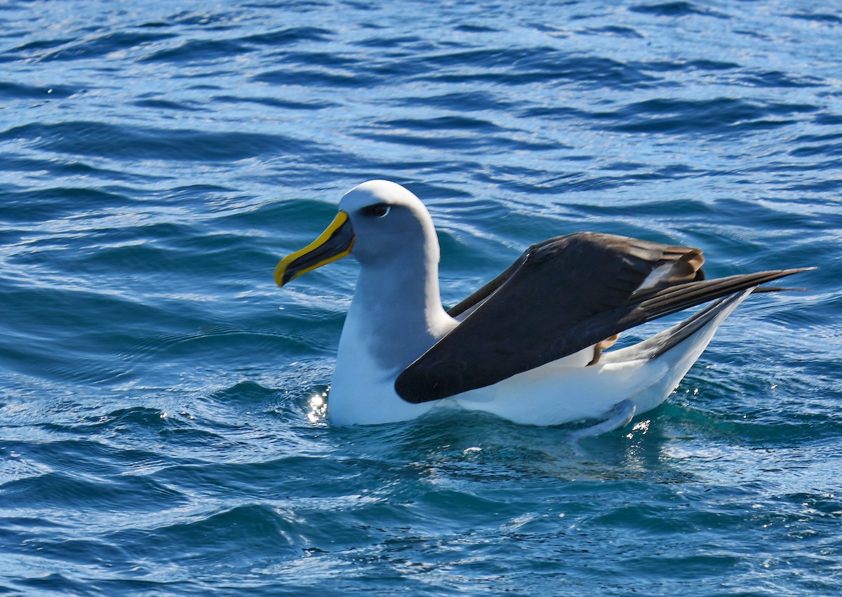 Buller's Albatross - ML647159494