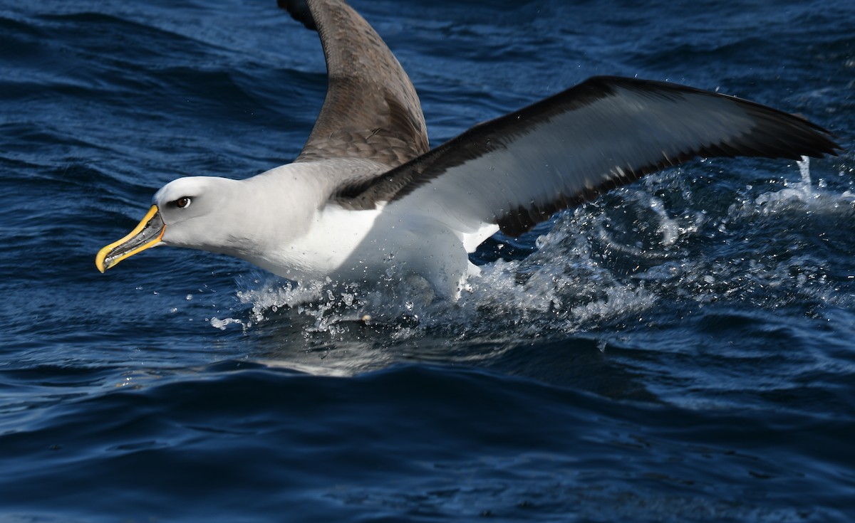 Buller's Albatross - ML647159495
