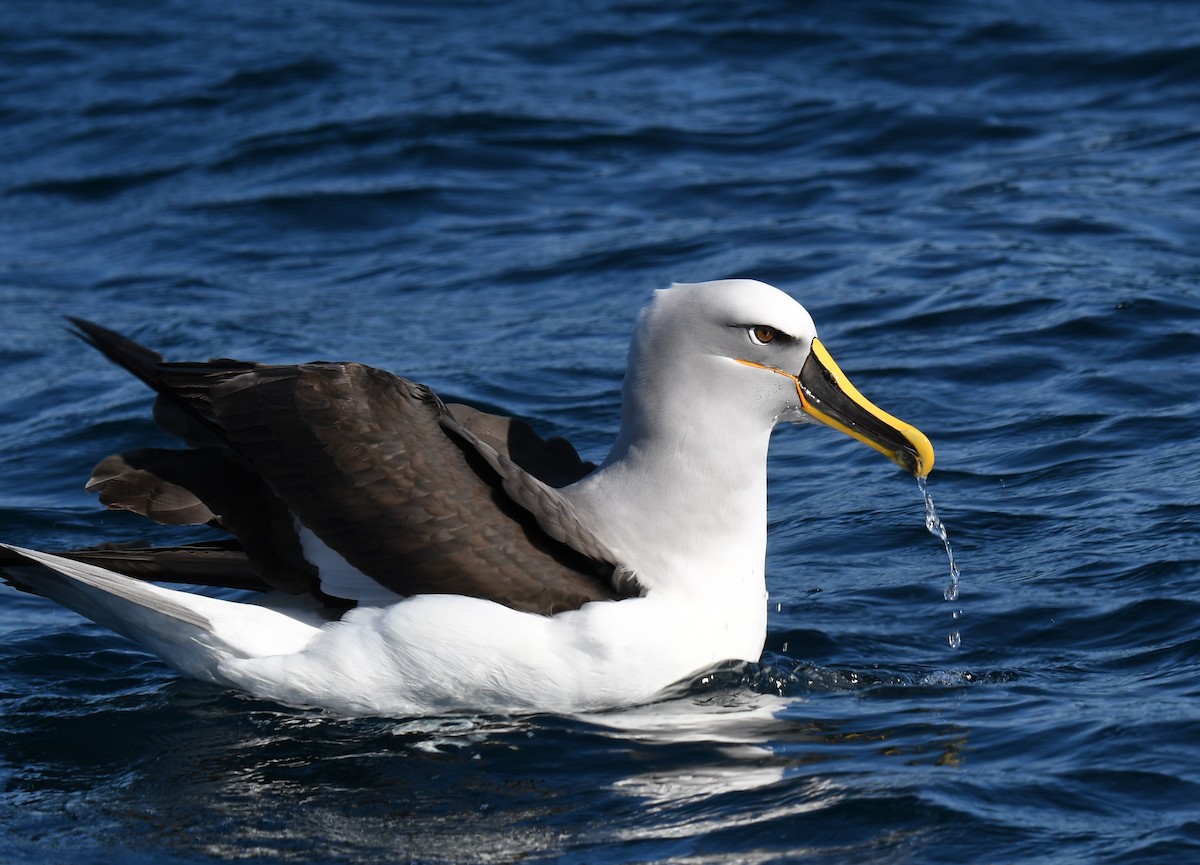 Buller's Albatross - ML647159496