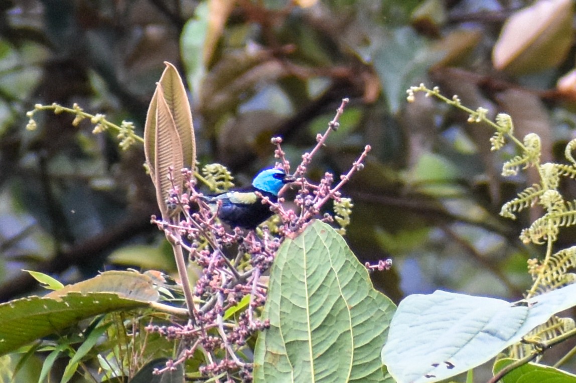 Лазурноголовая танагра - ML647159500