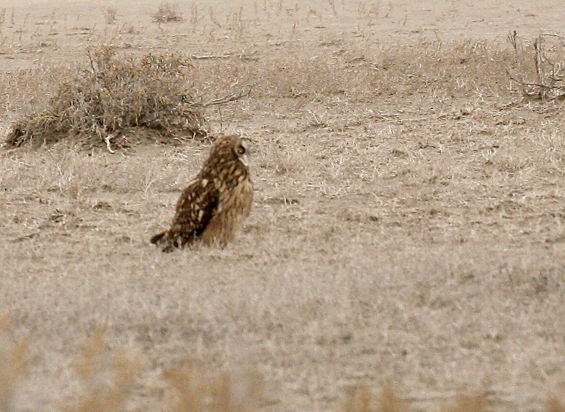 Hibou des marais - ML647159505