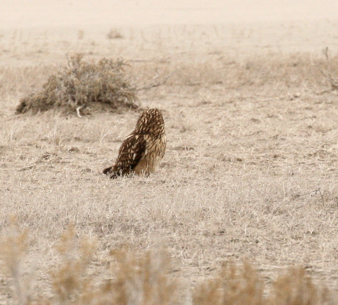 Hibou des marais - ML647159524