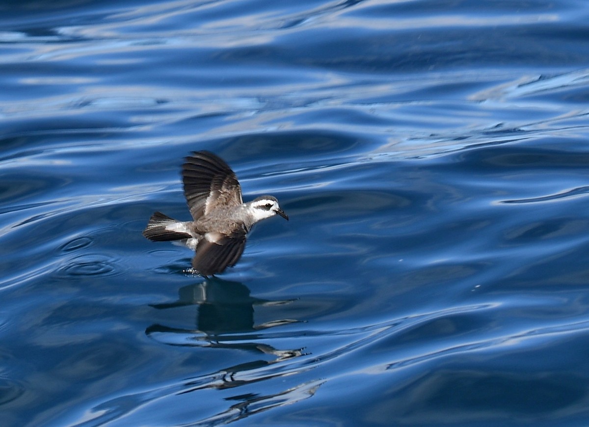 White-faced Storm-Petrel - ML647159525