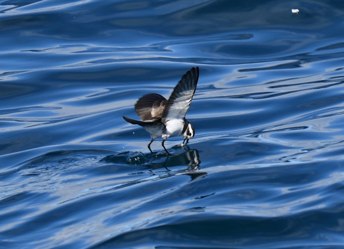White-faced Storm-Petrel - ML647159526
