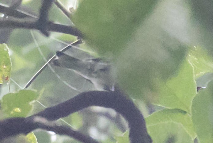 Cerulean Warbler - ML647159527