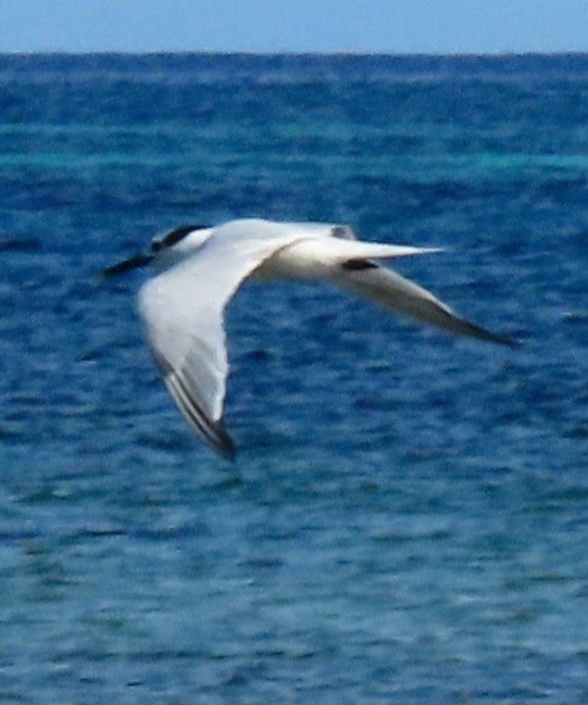 Sandwich Tern - ML647159537