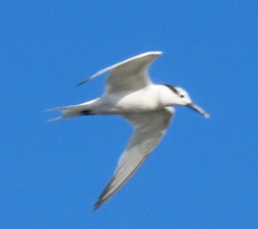 Sandwich Tern - ML647159538