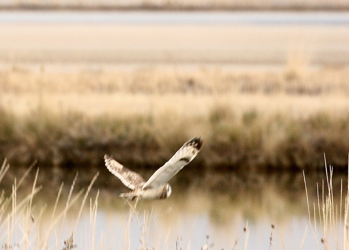 Hibou des marais - ML647159540