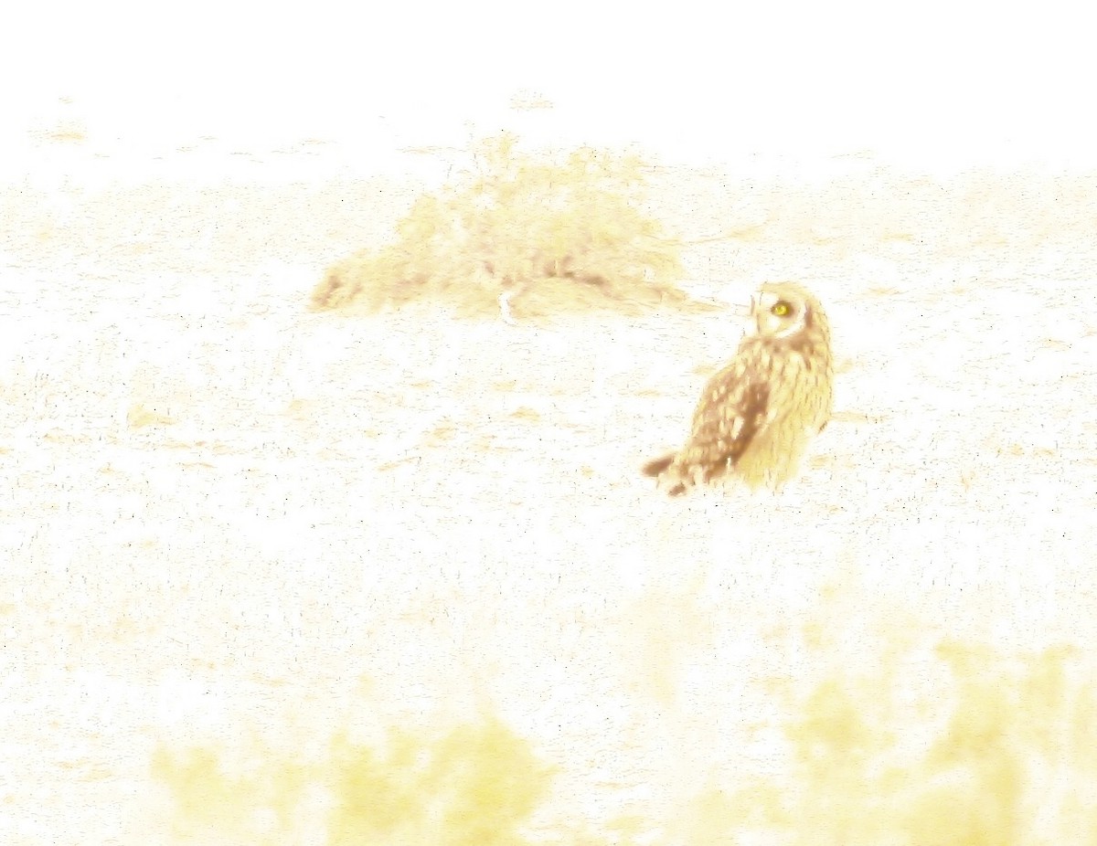 Hibou des marais - ML647159544