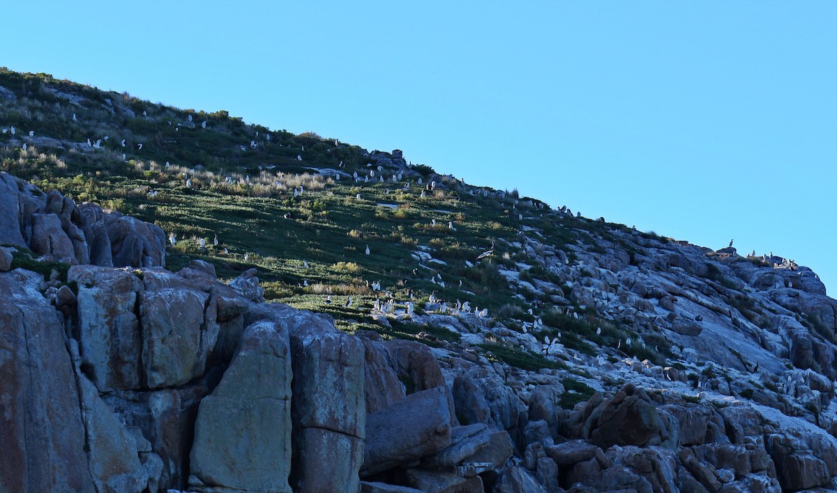 Australasian Gannet - ML647159551