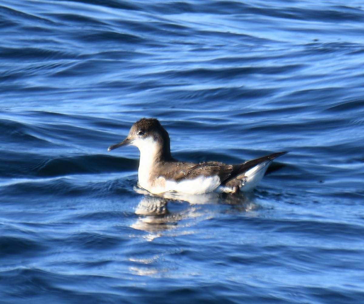 Буроспинный буревестник - ML647159560