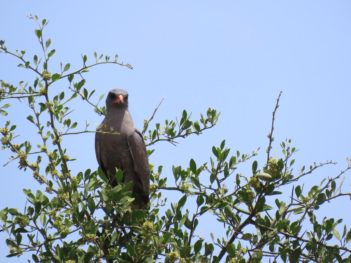 Тёмный певчий ястреб - ML647159562