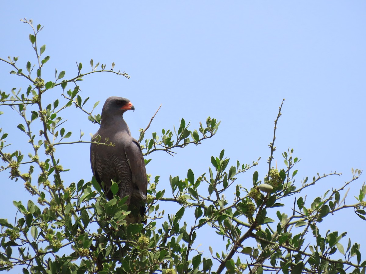 Тёмный певчий ястреб - ML647159563
