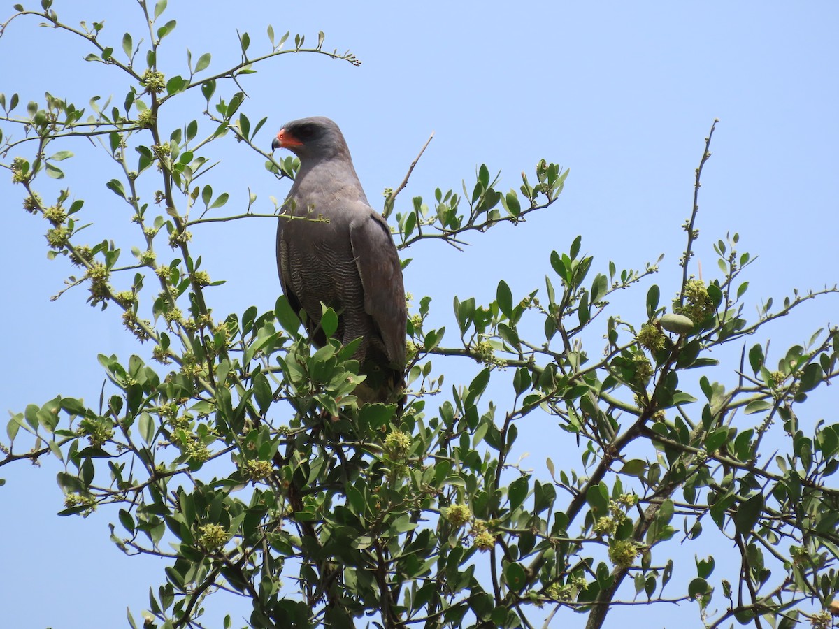 Тёмный певчий ястреб - ML647159564
