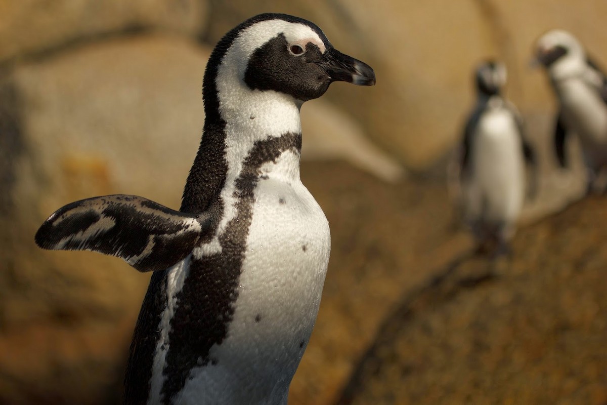 African Penguin - ML647159571