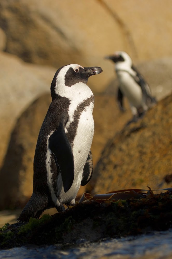 African Penguin - ML647159572