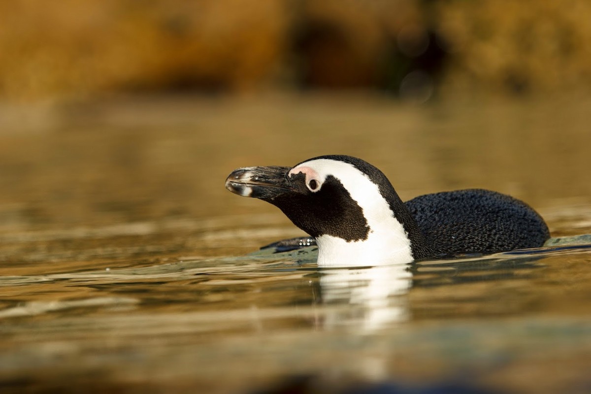 African Penguin - ML647159573
