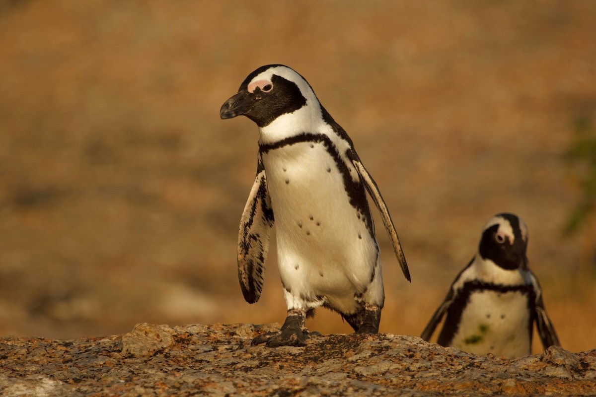 African Penguin - ML647159574