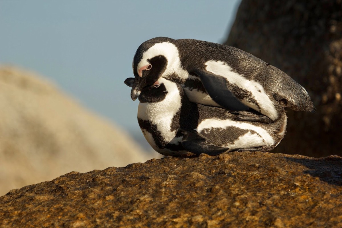 African Penguin - ML647159575