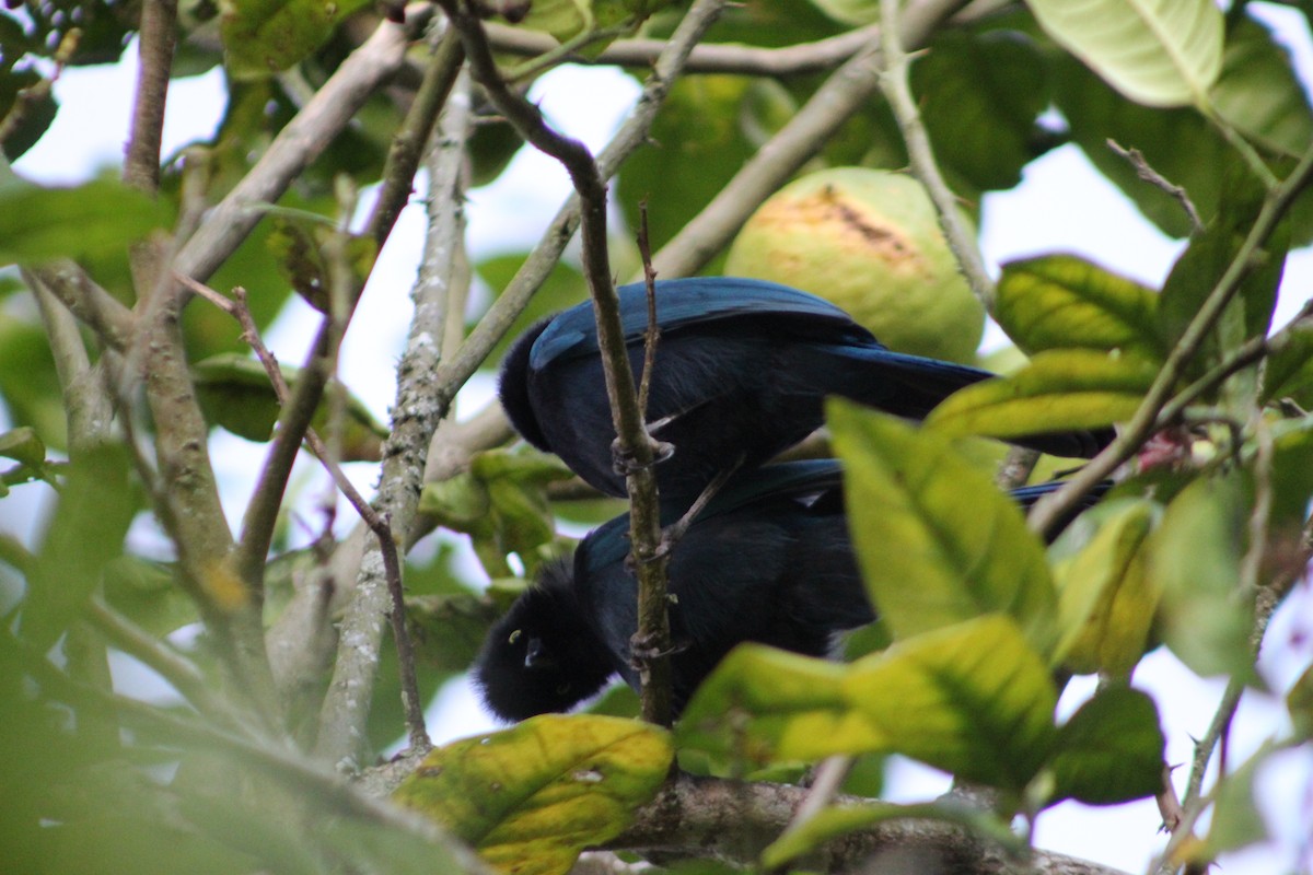 Bushy-crested Jay - ML647159577