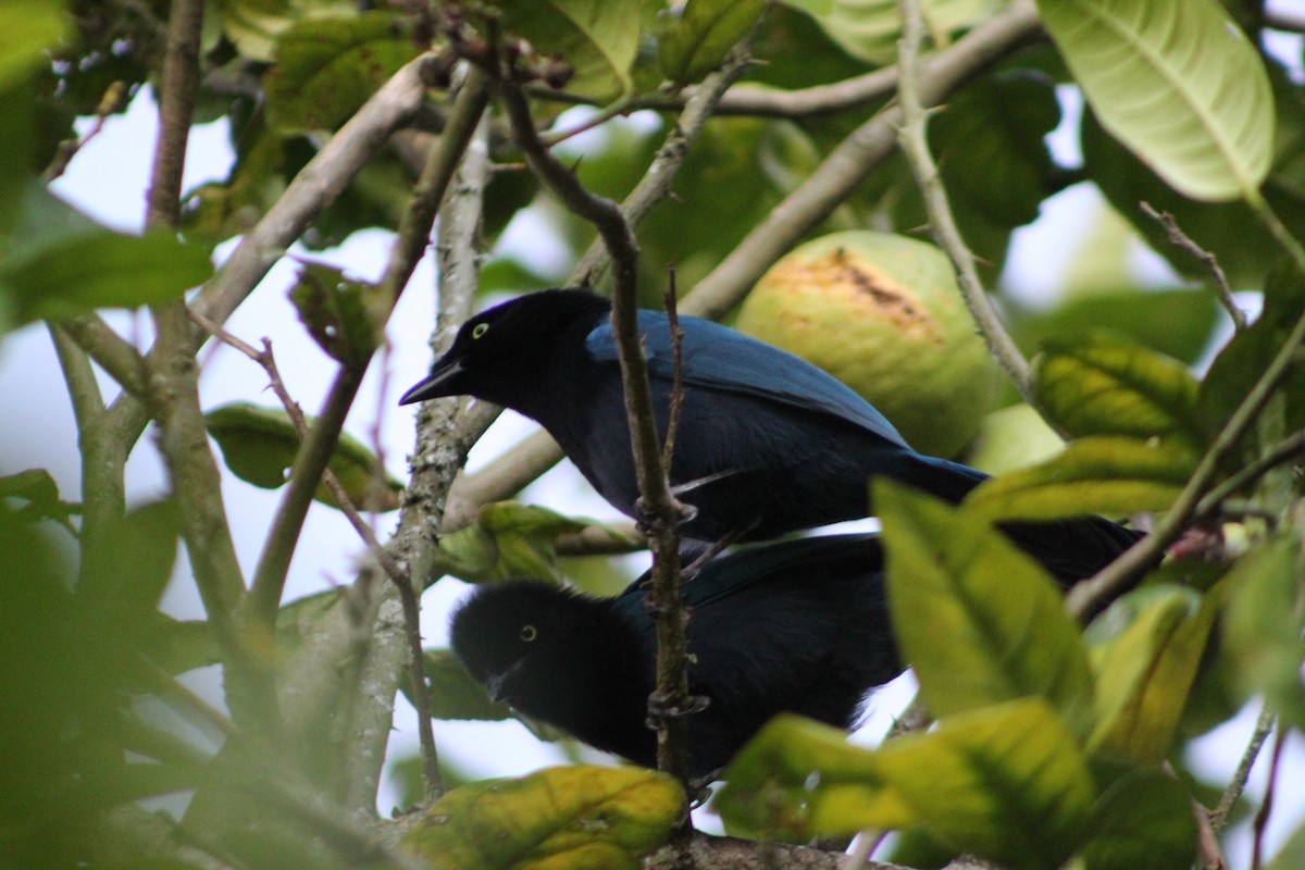 Bushy-crested Jay - ML647159578