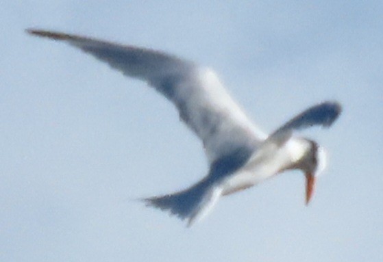 Royal Tern - ML647159579