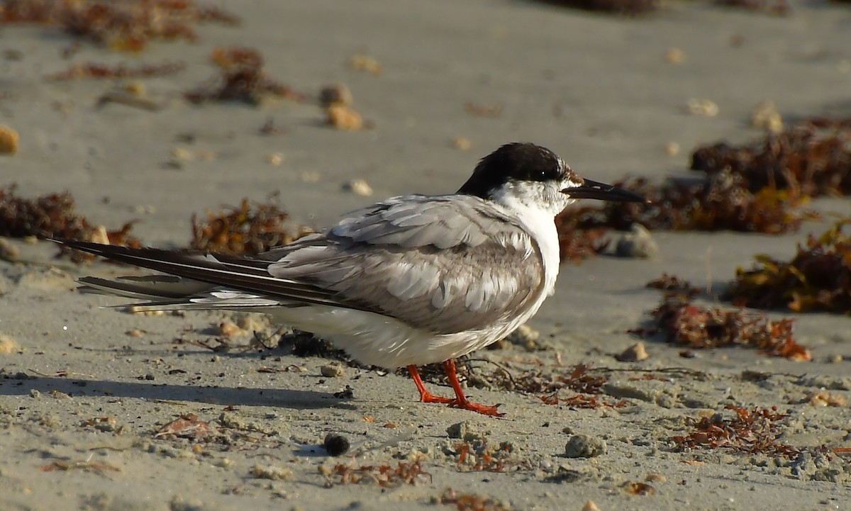 Эгэл хараалай - ML647159581