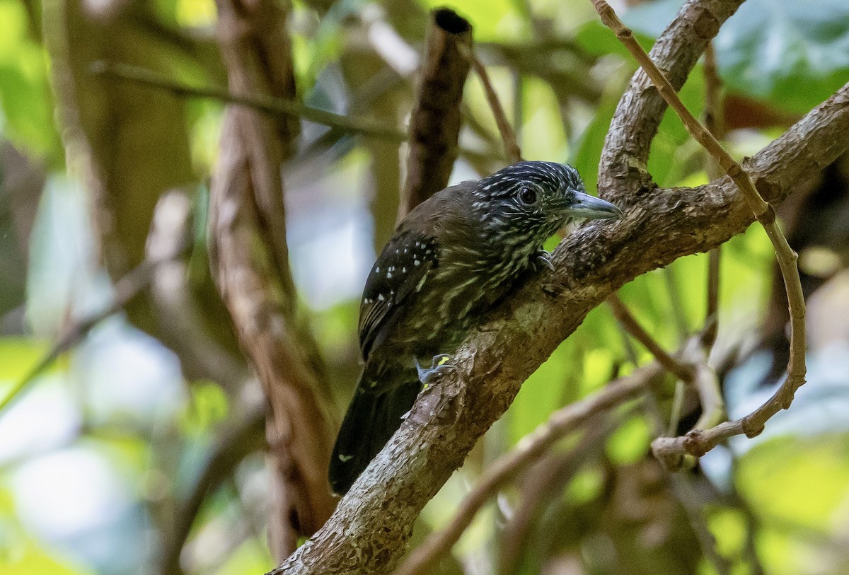 Black-hooded Antshrike - ML647159582