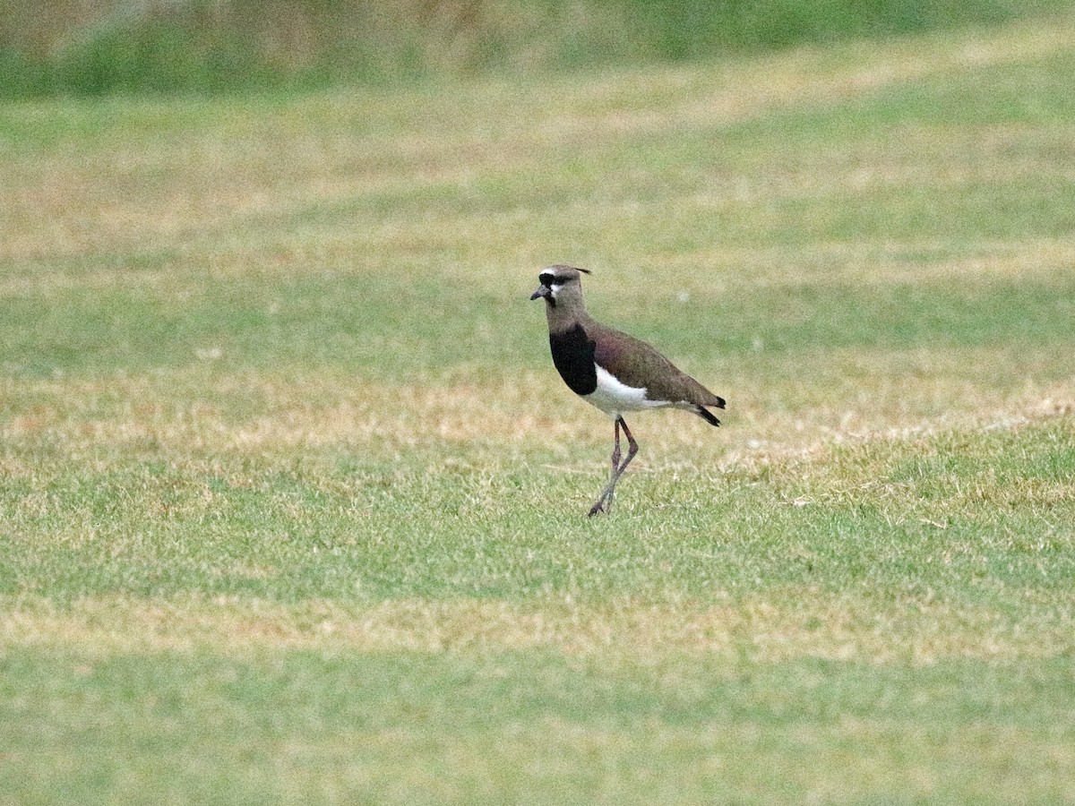 Southern Lapwing - ML647159588