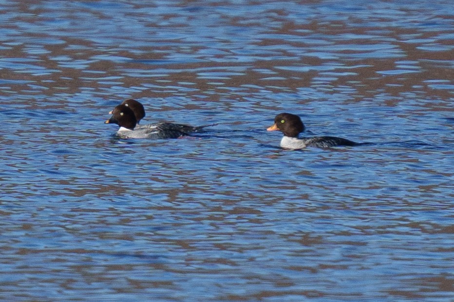 Barrow's Goldeneye - ML647159589